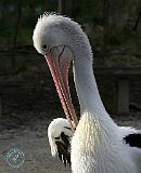 Australian Pelican 9Y209D-211